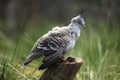 Crested pigeon (Ocyphaps lophotes) Royalty Free Stock Photo