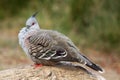 Crested pigeon (Ocyphaps lophotes) Royalty Free Stock Photo