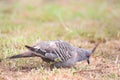 Crested Pigeon (Ocyphaps lophotes) Royalty Free Stock Photo