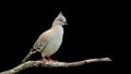 The Crested Pigeon (Ocyphaps lophotes) perching on a branch with an isolated black background Royalty Free Stock Photo