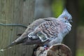 Crested pigeon (Ocyphaps lophotes). Royalty Free Stock Photo