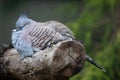 Crested pigeon (Ocyphaps lophotes). Royalty Free Stock Photo