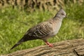 The Crested Pigeon Ocyphaps lophotes. Royalty Free Stock Photo