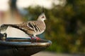 Crested pigeon on park drinking fountain
