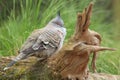 Crested pigeon