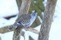 Crested pigeon