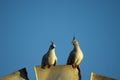 Crested pigeon on windmill