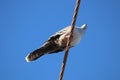 A crested pigeon on a wire against blue sky