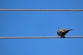 A crested pigeon on a wire against blue sky