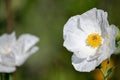 Crested poppy, white flower, Argemone polyanthemos