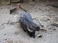 Crested porcupine, or comb porcupine Hystrix cristata, a known member of the porcupine family Hystricidae. An animal on Royalty Free Stock Photo