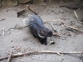 Crested porcupine, or comb porcupine Hystrix cristata, a known member of the porcupine family Hystricidae. An animal on Royalty Free Stock Photo