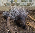 Crested porcupine in a defensive pose raising and spreading its quills to defend her child Royalty Free Stock Photo