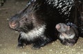 Crested Porcupine, hystrix cristata, Mother and Cub