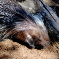 The Crested porcupine is looking for shelter or a hiding place.