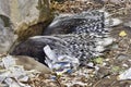 Crested Porcupines Royalty Free Stock Photo