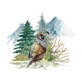 Crested quail bird forest scene. Watercolor illustration. California male quail brown bird image on mountain woodland