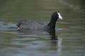 Crested or red-knobbed coot, Fulica cristata