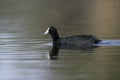 Crested or red-knobbed coot, Fulica cristata