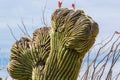 Crested Saguaro