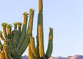 Crested saguaro Royalty Free Stock Photo