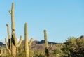 Crested Saguaro in National Park West Tucson Royalty Free Stock Photo