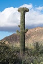 Crested Saguaro in National Park West Tucson Royalty Free Stock Photo