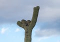 Crested Saguaro in National Park West Tucson Royalty Free Stock Photo