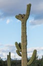 Crested Saguaro in National Park West Tucson Royalty Free Stock Photo