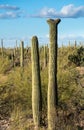 Crested Saguaro in National Park West Tucson Royalty Free Stock Photo