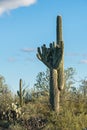 Crested Saguaro in National Park West Tucson Royalty Free Stock Photo