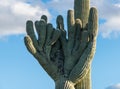 Crested Saguaro in National Park West Tucson Royalty Free Stock Photo