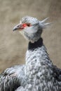 Crested Screamer Royalty Free Stock Photo