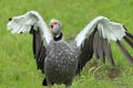 Crested screamer