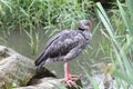 Crested screamer chauna torquata Royalty Free Stock Photo