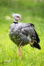 Crested Screamer (Chauna torquata) Royalty Free Stock Photo