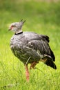 Crested Screamer (Chauna torquata) Royalty Free Stock Photo