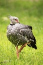 Crested Screamer (Chauna torquata) Royalty Free Stock Photo