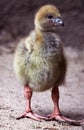 Crested Screamer Chick Royalty Free Stock Photo
