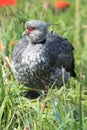 Crested screamer Royalty Free Stock Photo