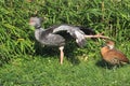 Crested screamer Royalty Free Stock Photo