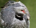 Crested Screamer Royalty Free Stock Photo