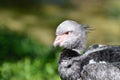 Crested screamer profile Royalty Free Stock Photo