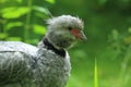 Crested screamer