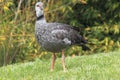 Crested screamer Royalty Free Stock Photo