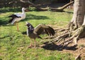 Crested Screamer Bird Spreading Its Wings