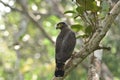 crested serpant eagle bird on brach