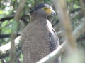 A Crested Serpant Eagle in Wilpattu National Park, Sri Lanka