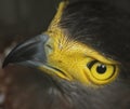 Crested Serpent-Eagle Royalty Free Stock Photo