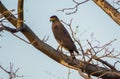 Crested serpent eagle-Bandhavgarh